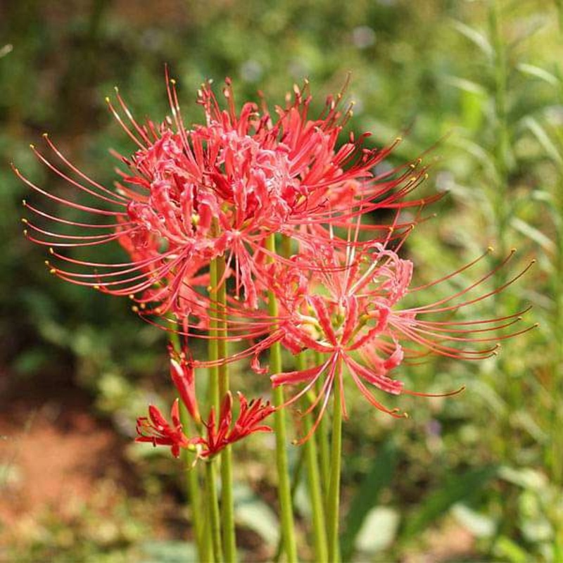 Lycoris Radiata, Spider lily (Red) – Bulbs (set of 5)