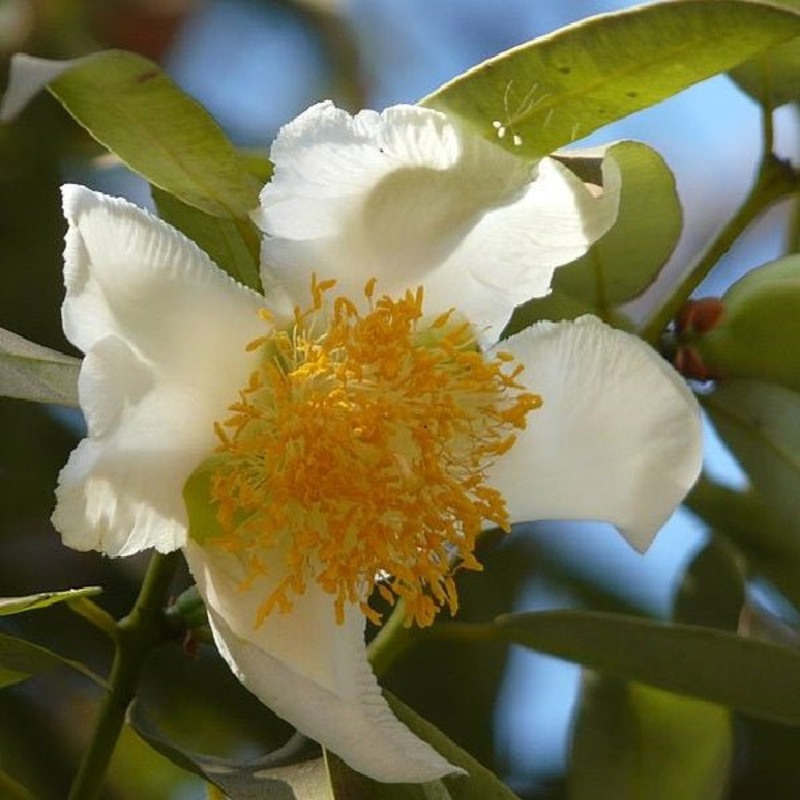 Mesua ferrea, Nagkeshar – 0.5 kg Seeds
