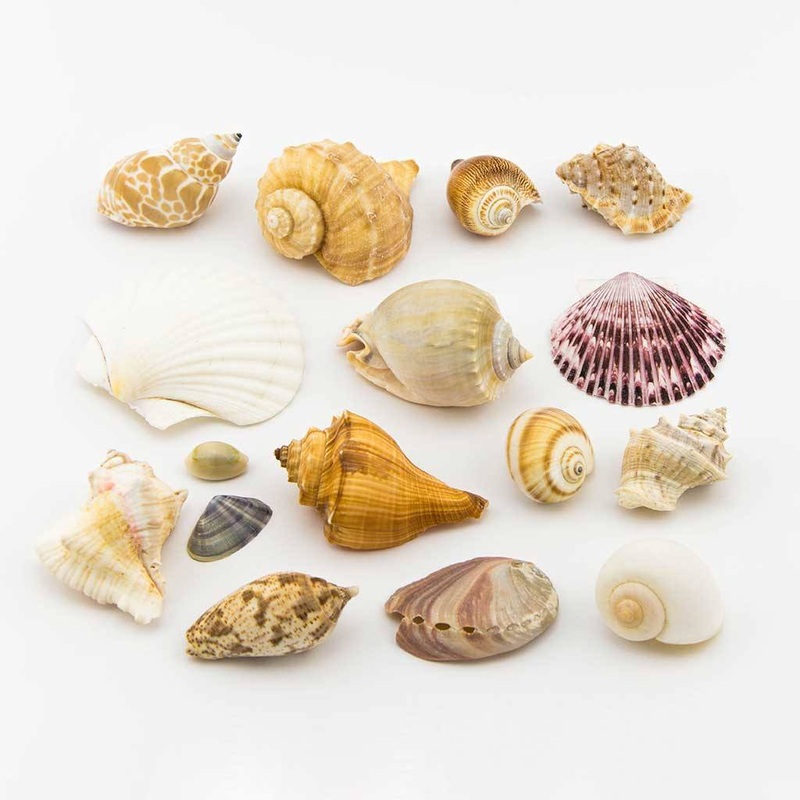 Mixed Shell Pack