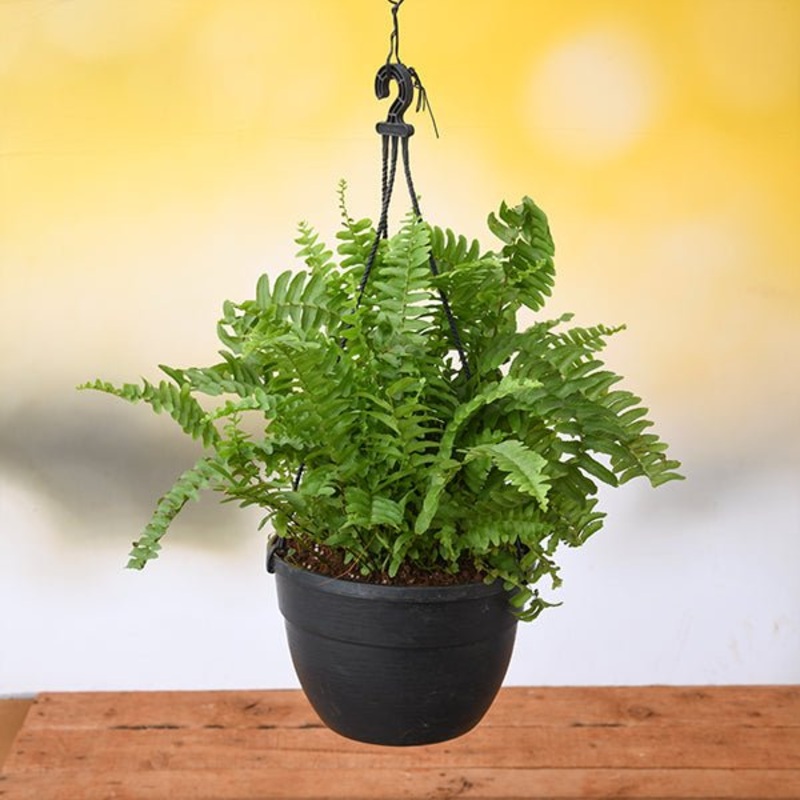 Nephrolepis exaltata, Boston fern (Hanging Basket) Plant