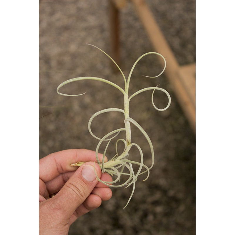 ON SALE – Crocata Giant Form (3-4)