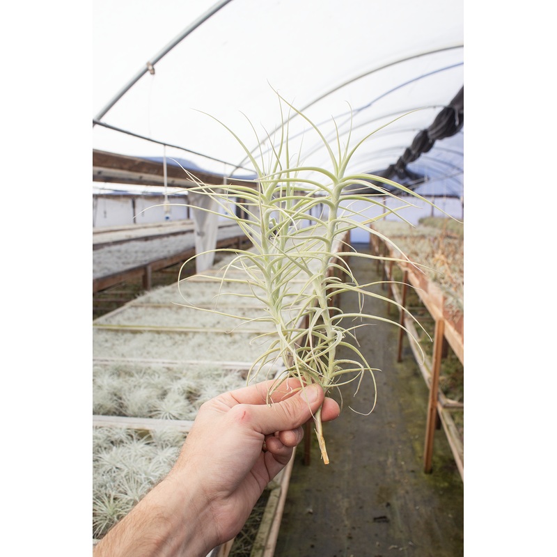 Paleacea X Clump