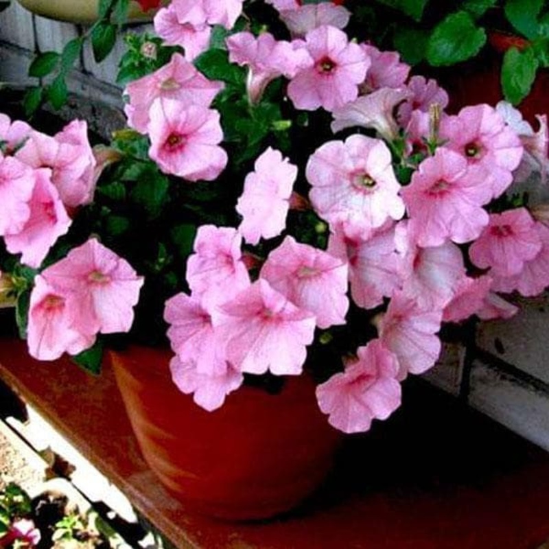 Petunia (Baby Pink) – Plant