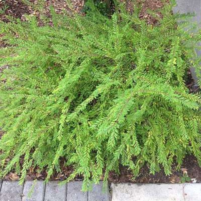 Phyllanthus multiflorus – Plant