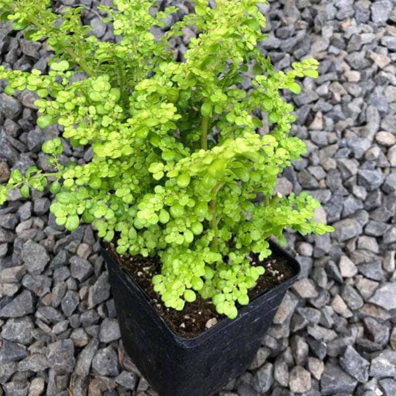Pilea Artillery, Pilea Microphylla – Plant