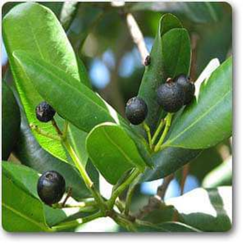 Pimenta dioica – Plant