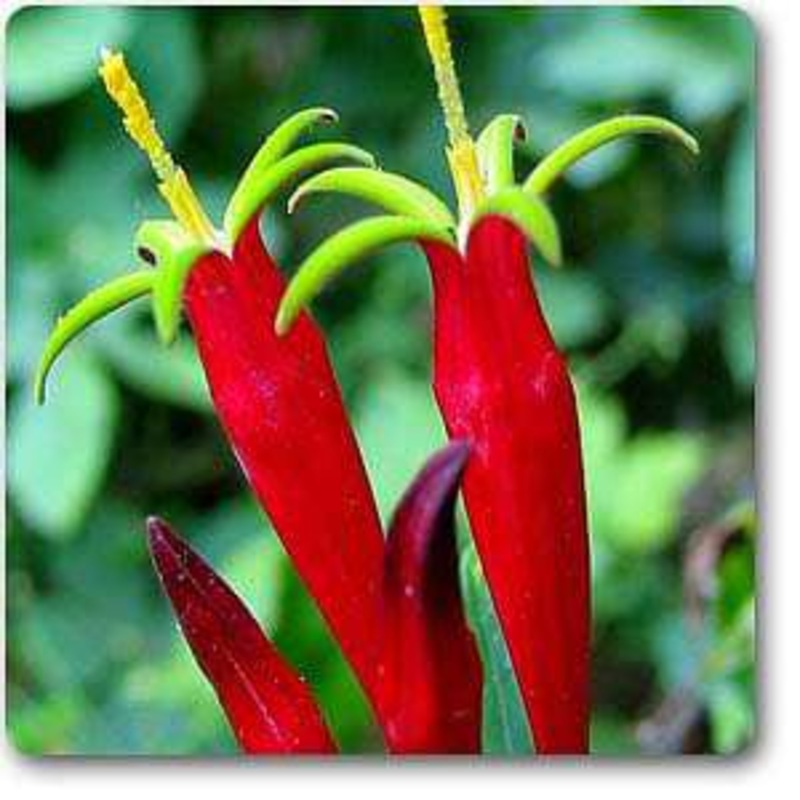 Pinkroot – Plant