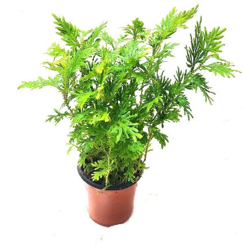 Pistacia mexicana – Plant