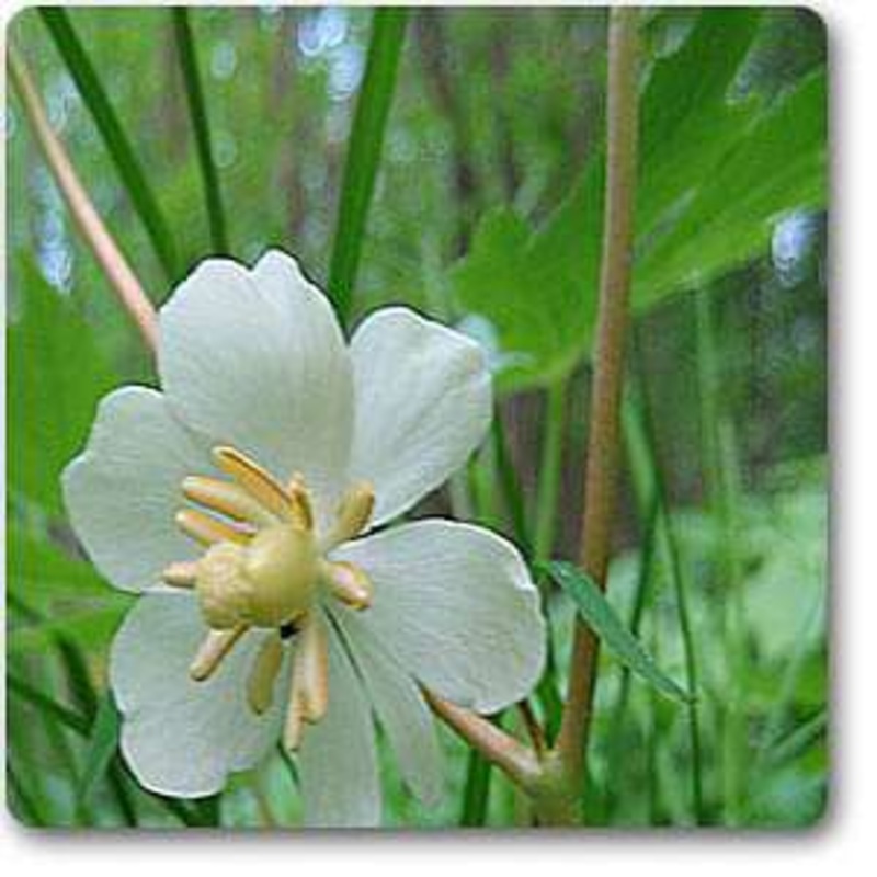 Podophyllum peltatum – Plant