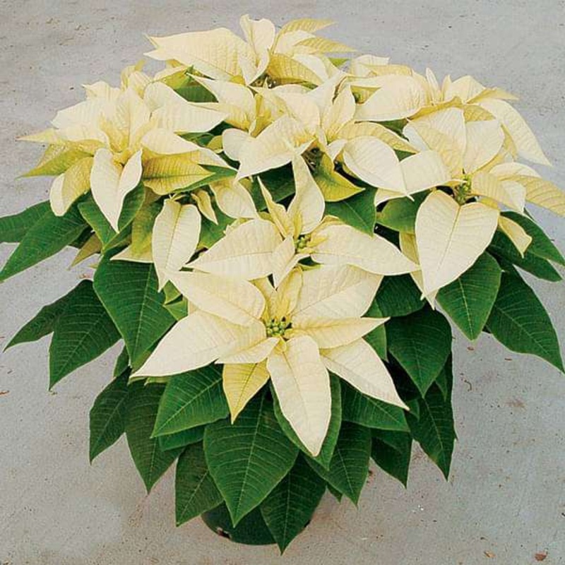 Poinsettia (Yellow) – Plant