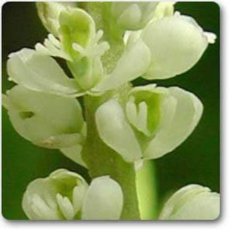 Polygala senega – Plant