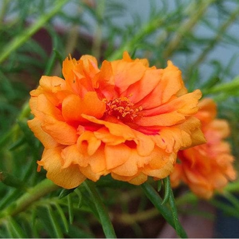 Portulaca, 9 O Clock (Orange) – Plant