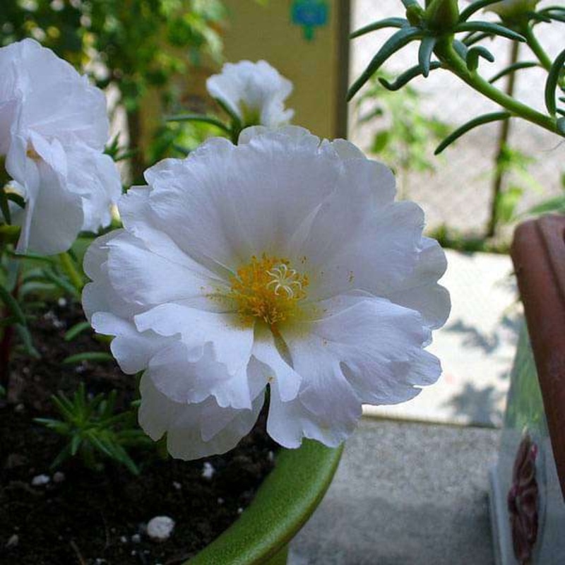 Portulaca, 9 O Clock (White) – Plant