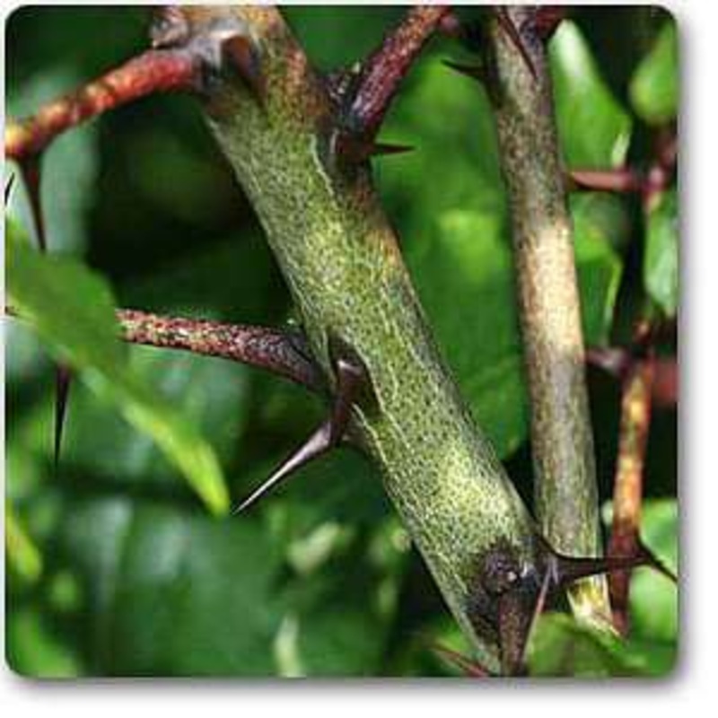 Prickly-Ash – Plant