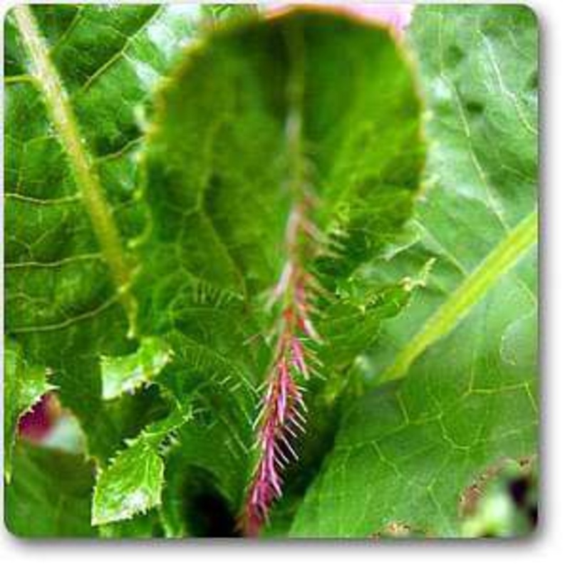 Prickly Lettuce – Plant