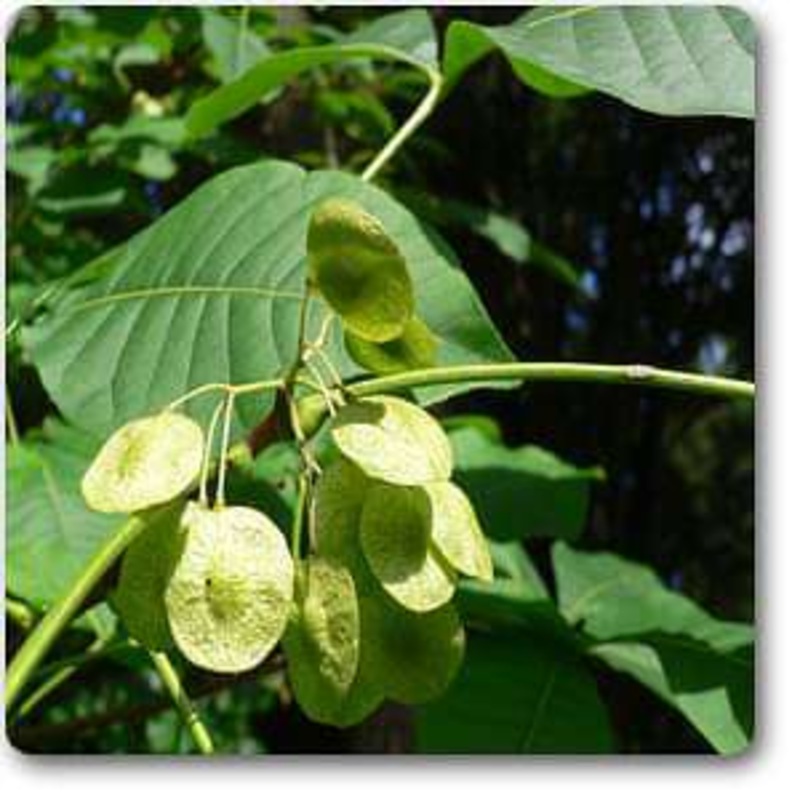 Ptelea trifoliata – Plant