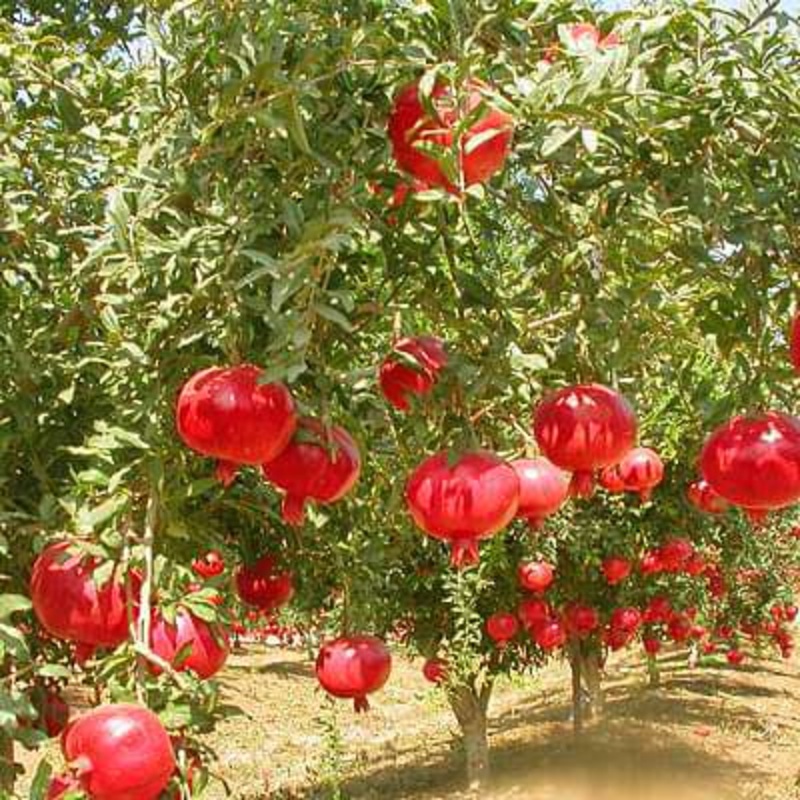 Punica granatum arakta – Plant