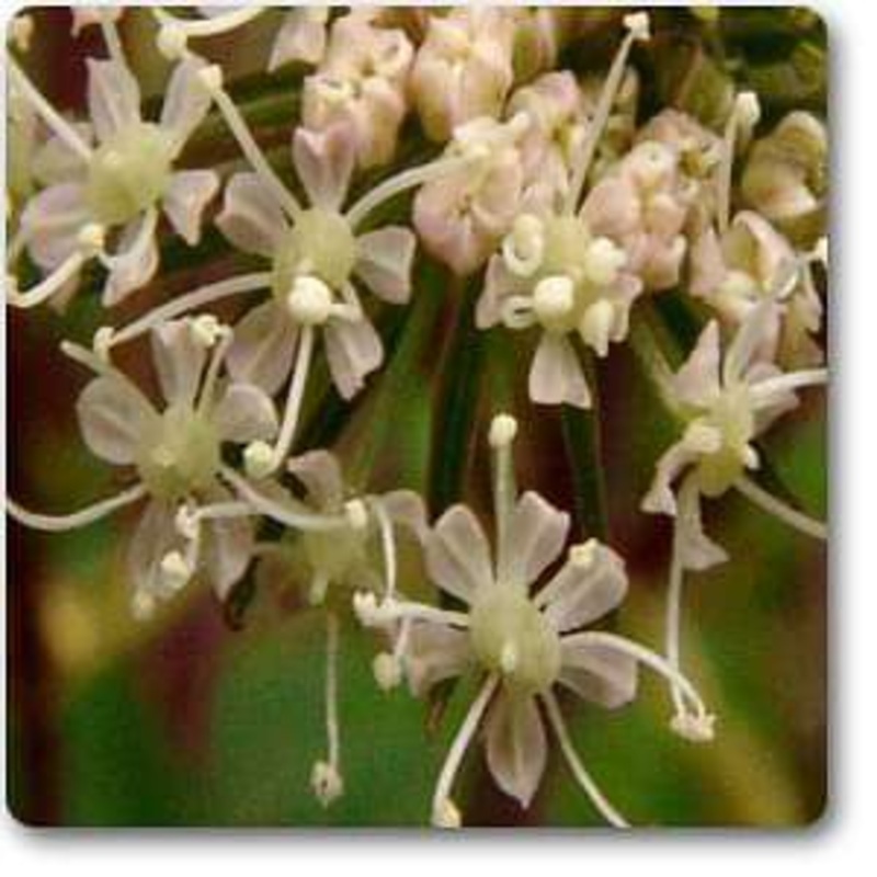 Purplestem Angelica – Plant