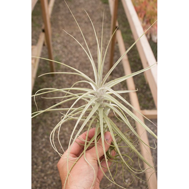 Purpurea X Caerulea
