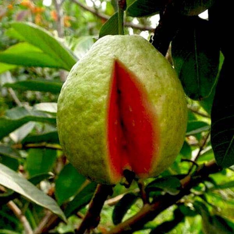 Red Guava, Amrud, Psidium guajava – Plant