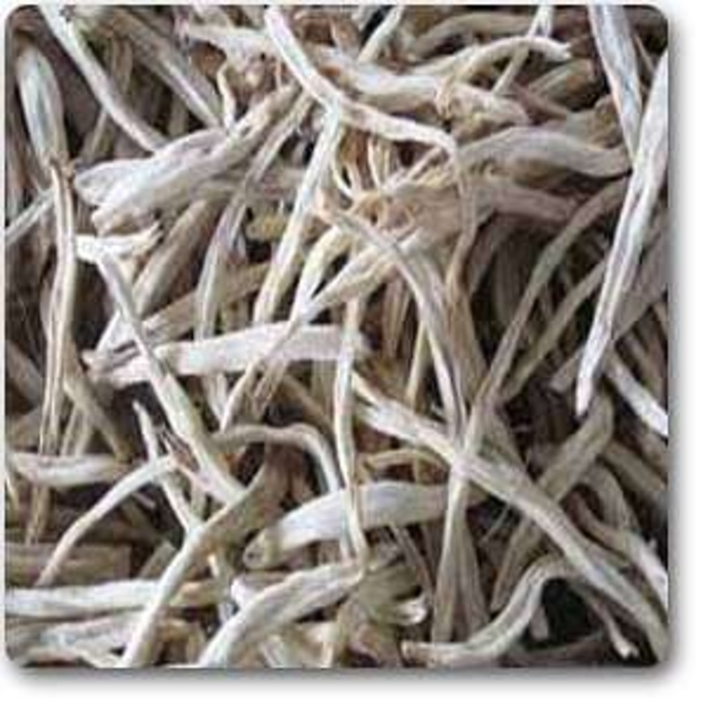 Safed moosli – Plant
