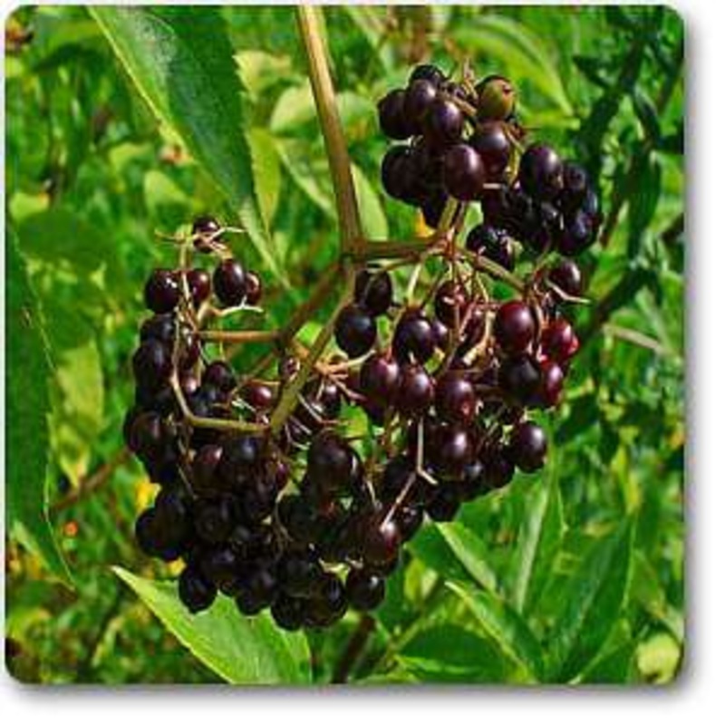 Sambucus canadensis – Plant