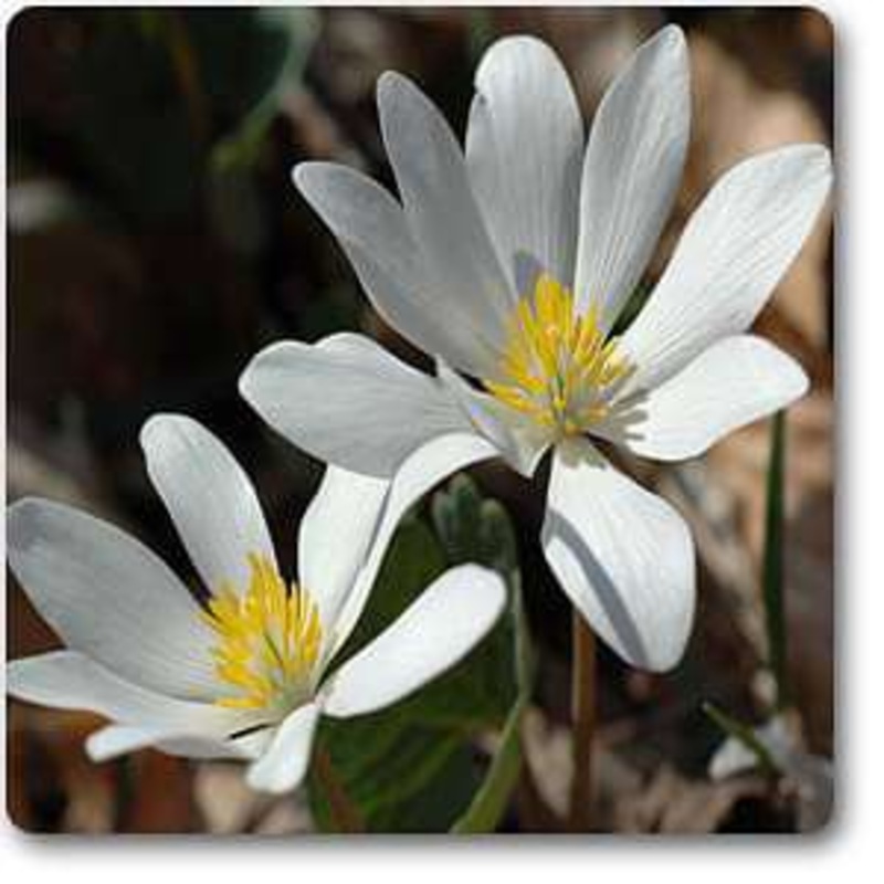 Sanguanaria canadensis – Plant