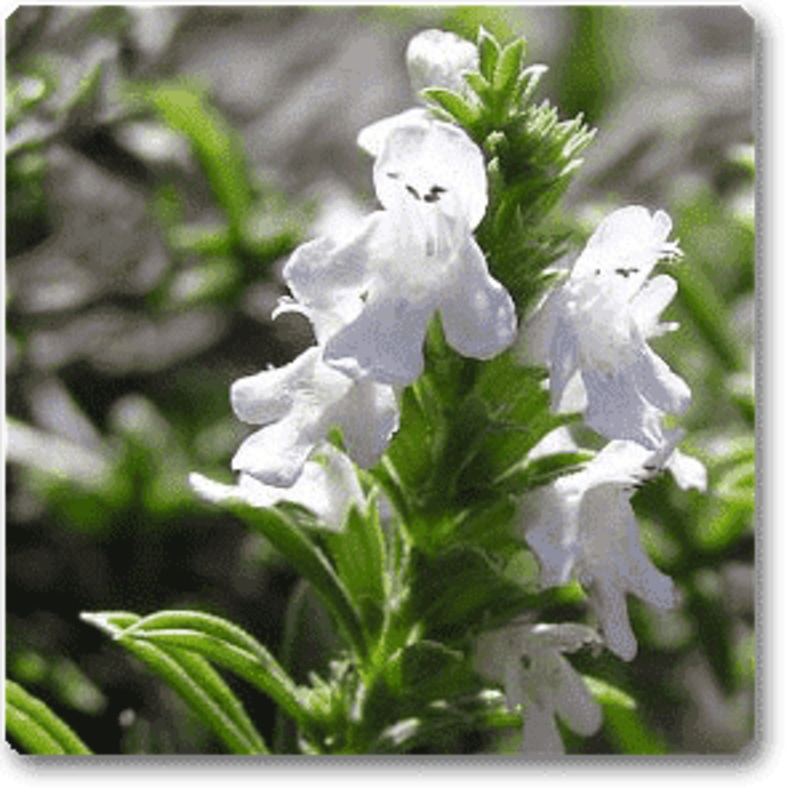 Satureja spp. – Plant