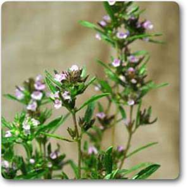 Savory – Plant