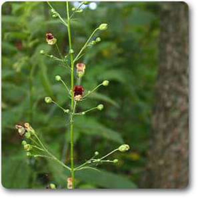 Scrophularia marilandica – Plant