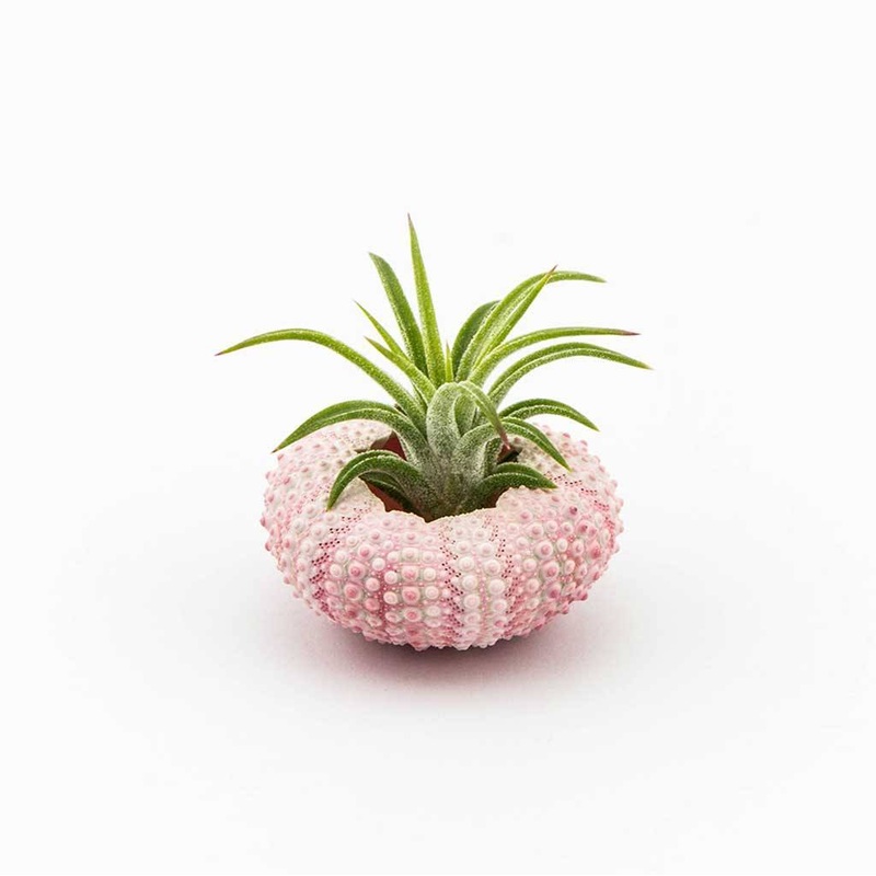 Sea Urchin Planter|1x Sea Urchin Planter|5x Sea Urchin Planters