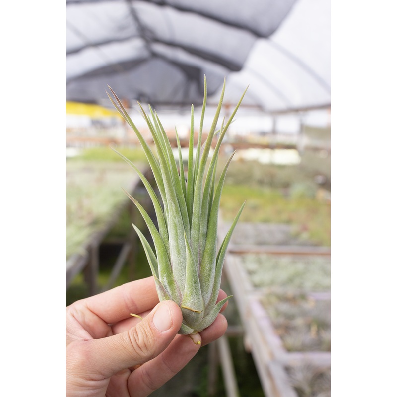 Seleriana X Velutina