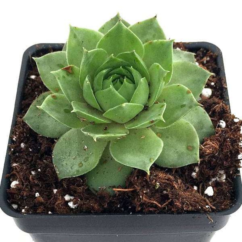 Sempervivum Green Wheel, Houseleek, Lakshmi Kamal – Succulent Plant