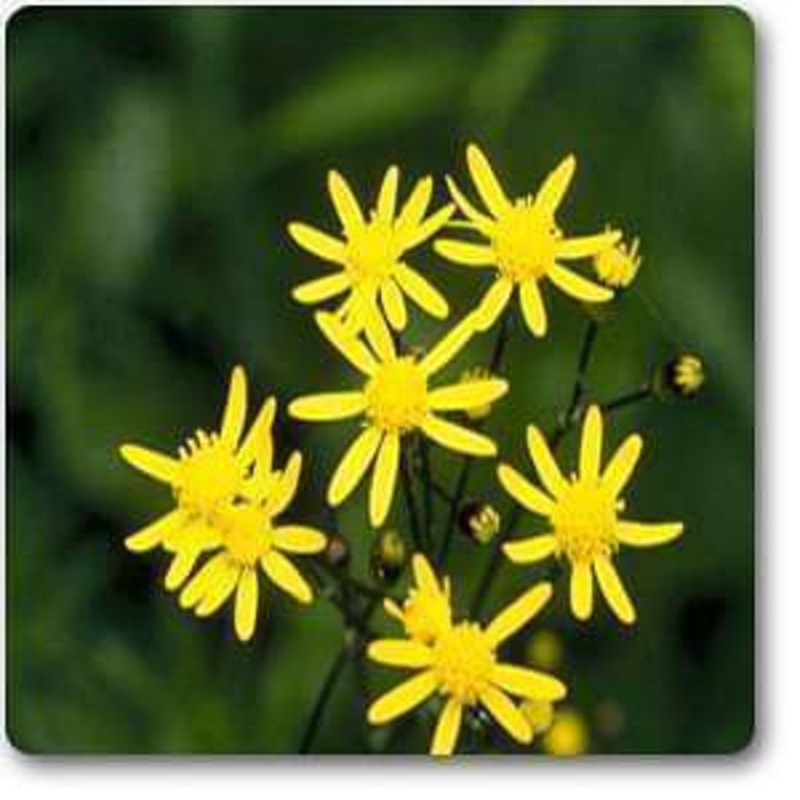 Senecio aureus – Plant