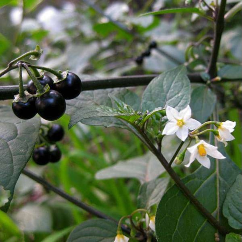 Solanum Nigrum – Plant