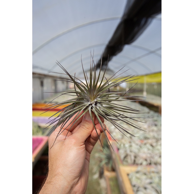 Stricta Purple (Natural)