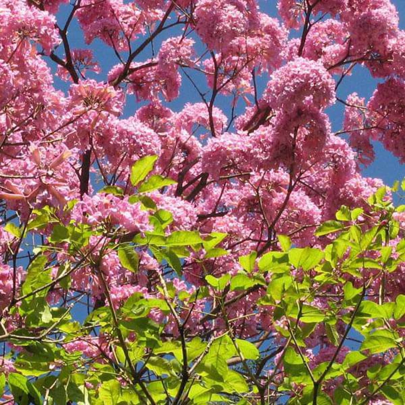 Tabebuia Avellanedae, Pink Trumpet – 0.5 kg Seeds