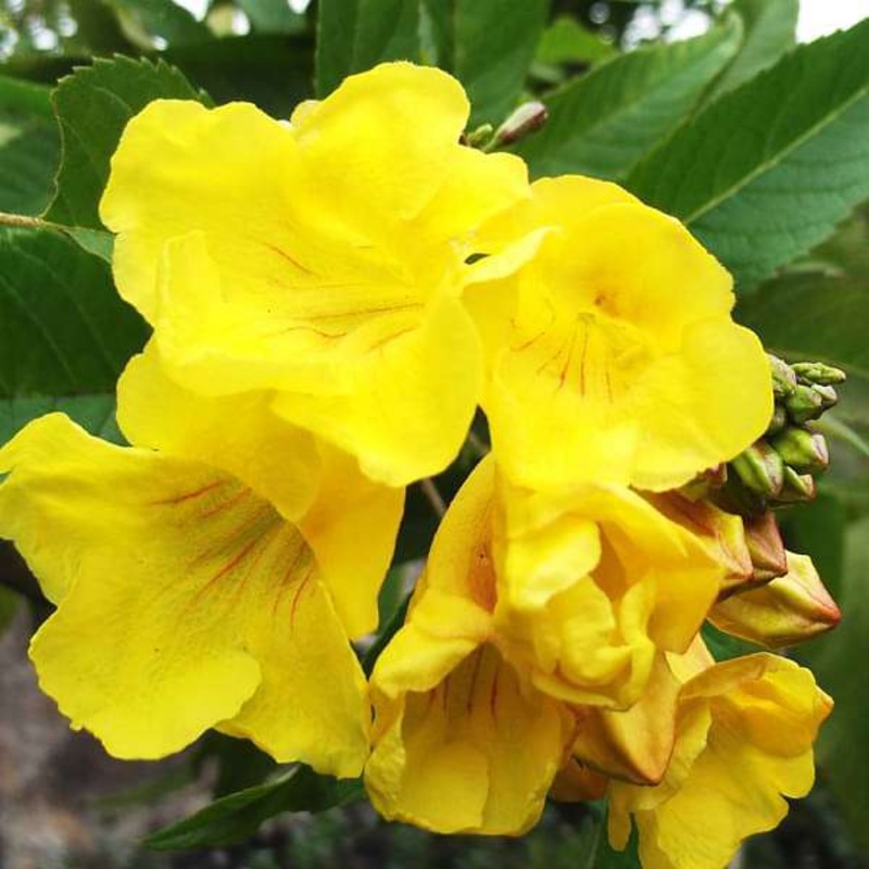 Tecoma (Shrub, Any Color) – Plant