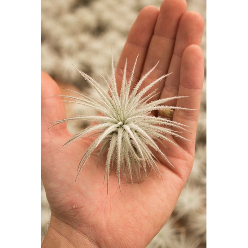 Tectorum Small (10% off 25 Plants) $3.15/ea