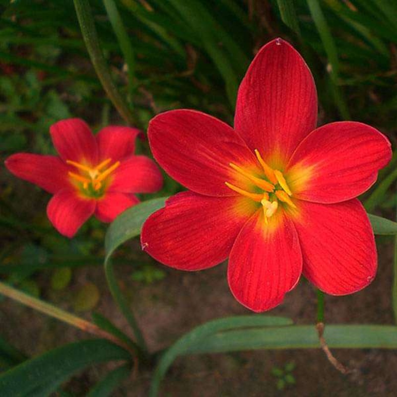 Zephyranthes Lily, Rain Lily (Red) – Bulbs (set of 10)