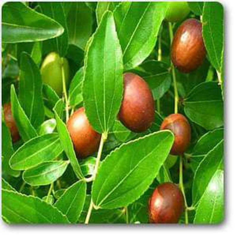 Ziziphus – Plant