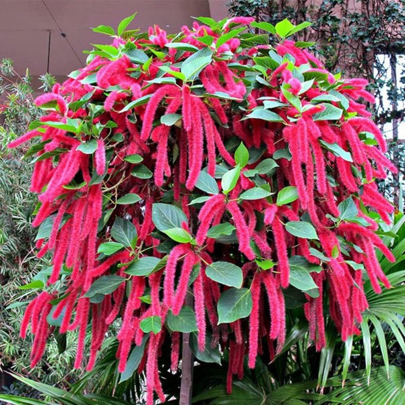 Acalypha hispida – Plant