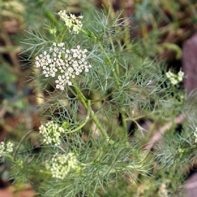 Ajwain Plant, Ajowan, Trachyspermum ammi – Plant