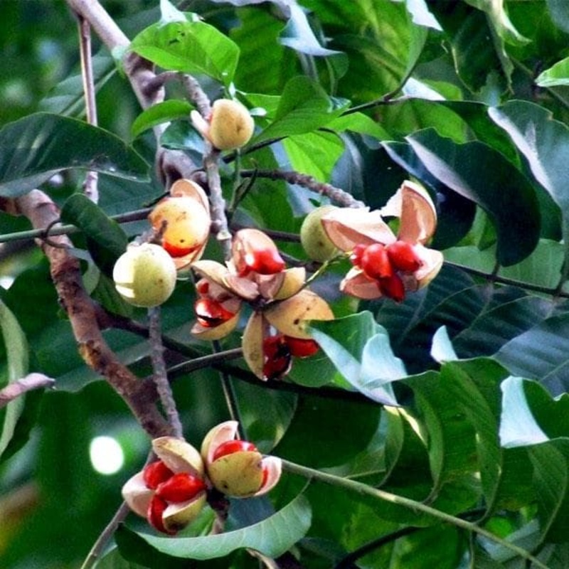 Amoora Rohituka – Plant