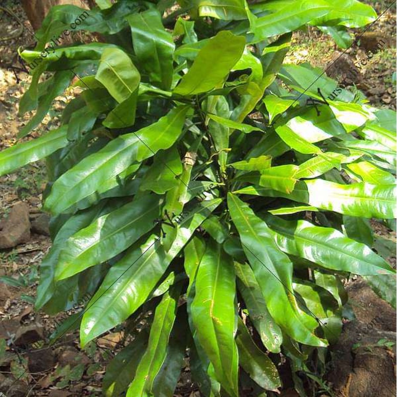 Ancistrocladus korupensis – Plant