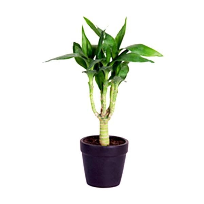 Bamboo Multi Head – Plant