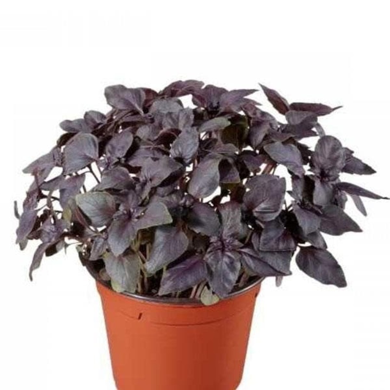 Basil Red, Red Basilicum Ocimum Red Osmin – Herb Seeds