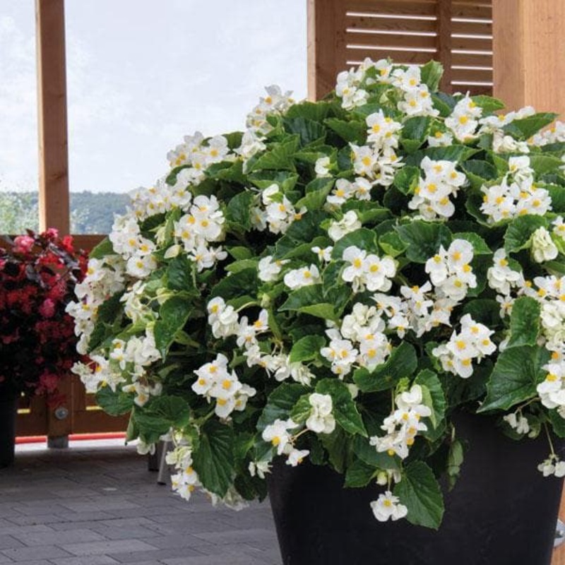 Begonia (White) – Plant