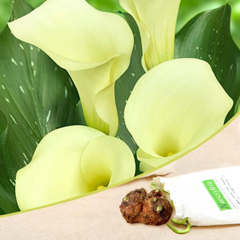 Calla Lily (Light Yellow) – Bulbs (set of 5)