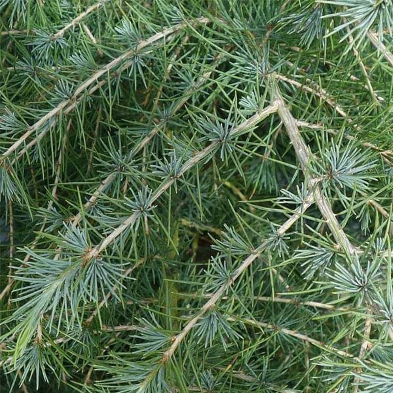 Cedrus Deodara, Devdar – 0.5 kg Seeds